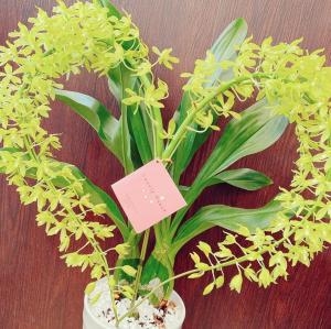 鉢物♬｜「エンドウ花店」　（岩手県花巻市の花キューピット加盟店 花屋）のブログ